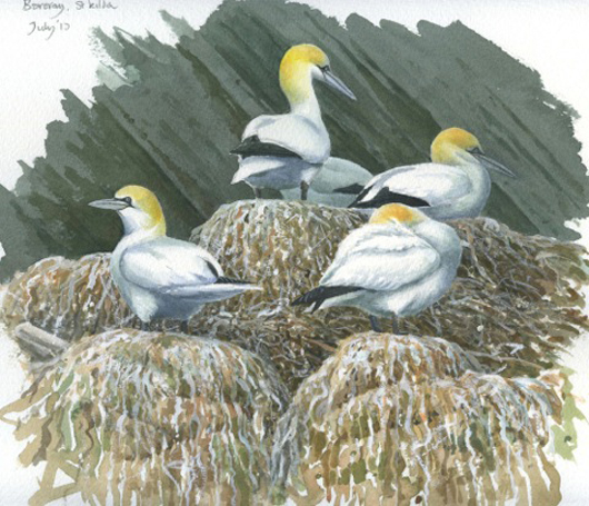 Andrew Stock, Four Gannets, Boreray, St Kilda, watercolour and gouache. On view in a joint exhibition with the work of sculptor Mark Correth at the Jerram Gallery in Dorset from 10 September. Image courtesy of the Jerram Gallery. 